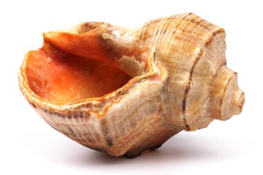 Sahilden gelen renkli deniz kabukları ya da beyaz bir arka planda izole edilmiş derin deniz. Sanatsal veya grafik çalışmalarda kullanılabilir. Ayrıca marka sembolü ve şablonu için de kullanılabilir.