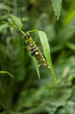 Japon naneli, naneli, nane şekerli ve naneli (Mentha Canadensis) küçük mor çiçek kümeleri bitkisel bahçedeki yıllık bitkilerde taze yeşil yapraklarla çiçek açıyor.