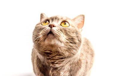 Sevimli kedi İskoç Düz beyaz arka planda izole oturuyor