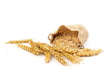 Beyaz arka planda izole edilmiş bir torba içinde buğday ve tahıl. Hasat konsepti