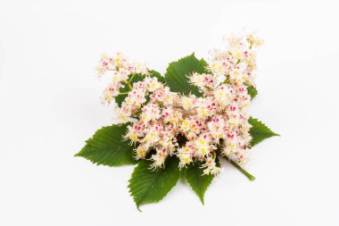At kestanesi açan çiçekler. Beyaz arka planda çiçeklenmiş at kestanesi beyaz mumlar. Bahar konsepti