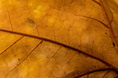 Sonbahar yaprağı yakın planda. Arkaplan. Boşluğu kopyala.