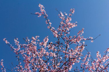 Kiraz pembesi çiçekleri kapanıyor. Çiçek açan kiraz ağacı. Bahar çiçeği arkaplanı. Metin için yer. 