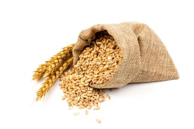 Beyaz arka planda izole edilmiş bir torba içinde buğday ve tahıl. Hasat konsepti