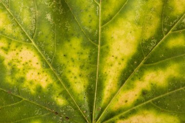 Sonbahar yaprağı yakın planda. Arkaplan. Boşluğu kopyala.