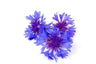 Beyaz arka planda izole edilmiş güzel mavi çiçek. Metin için boşluk