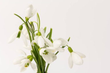 Kar tanesi. Fotokopi alanı ile yakın plan beyaz yaylar. Baharın başı konsepti