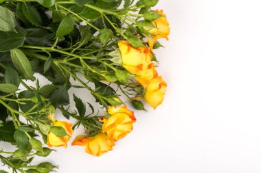 Beyaz arka planda izole edilmiş güzel ve taze turuncu güller. Boşluğu kopyala