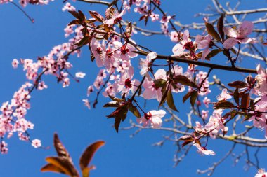 Kiraz pembesi çiçekleri kapanıyor. Çiçek açan kiraz ağacı. Bahar çiçeği arkaplanı. Metin için yer. 