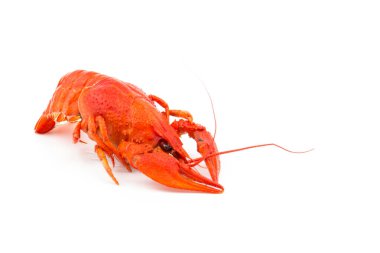 Beyaz arka planda izole edilmiş kırmızı renkli lezzetli, haşlanmış kerevitler..