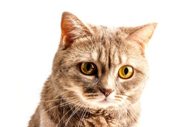 Sevimli kedi İskoç Düz beyaz arka planda izole oturuyor