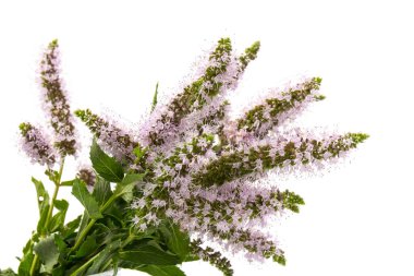 Beyaz arkaplanda izole edilmiş taze nane şekeri yakın plan.