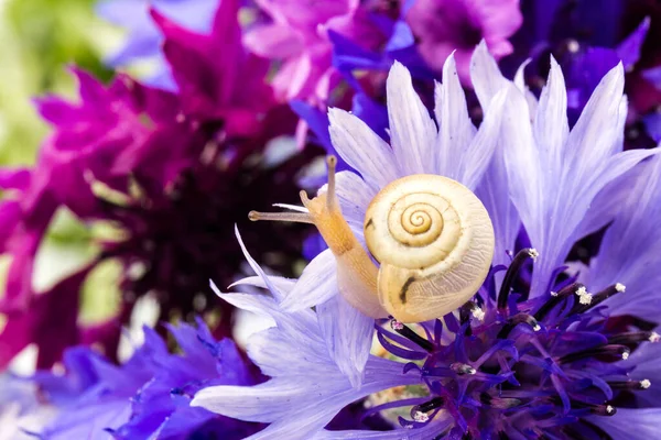 Small brown snail and  cornflower, skin hydration, spa. Animal Shell.  Concept of Natural Respectful Facial and Body Care with Snail Slime
