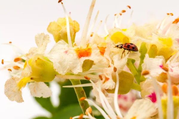 Rosskastanien Blühende Blumen Und Marienkäfer Weiße Kerzen Aus Blühenden Rosskastanien — Stockfoto