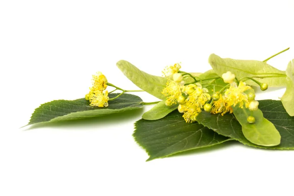 Lind Gul Blomma Tilia Cordata Träd Ttblad Lime Littleleaf Lind — Stockfoto