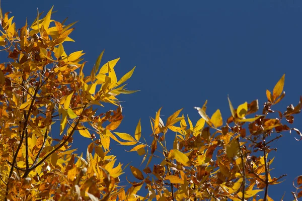 Sezóna Krásných Podzimních Listů Krajina Jasně Žlutými Listy Proti Modré — Stock fotografie