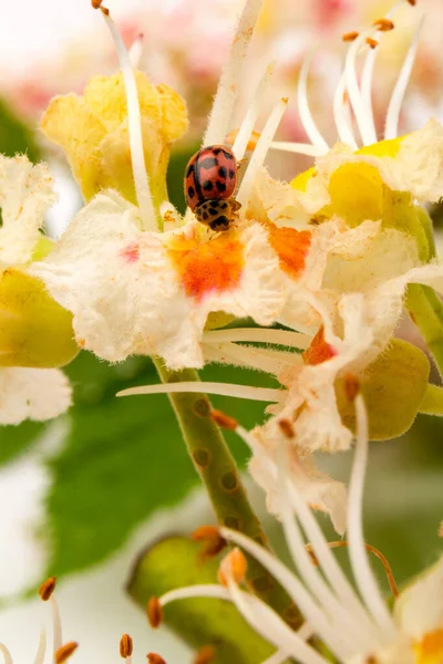 Rosskastanien Blühende Blumen Und Marienkäfer Weiße Kerzen Aus Blühenden Rosskastanien — Stockfoto