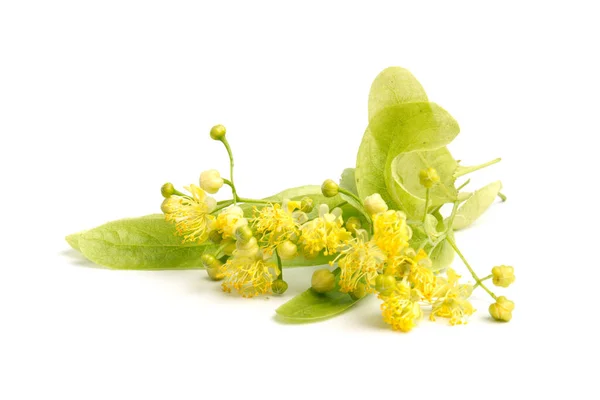 Lind Gul Blomma Tilia Cordata Träd Ttblad Lime Littleleaf Lind — Stockfoto