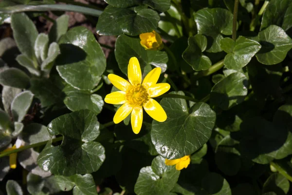 Ranunculus Ficaria Kisebb Celandine Himeruukinka Sárga Kis Celandine Virágzik Kora — Stock Fotó