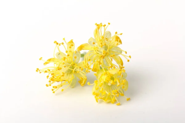 Kwiat Lipy Żółtej Drzewa Kordatowego Tilia Lipa Drobnoliściasta Lipa Liściasta — Zdjęcie stockowe
