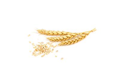 Beyaz arka planda yakın plan altın buğday kulakları. Zengin hasat konsepti. Etiket sanat tasarımı