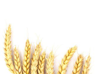 Beyaz arka planda yakın plan altın buğday kulakları. Zengin hasat konsepti. Etiket sanat tasarımı