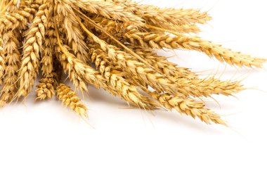 Beyaz arka planda yakın plan altın buğday kulakları. Zengin hasat konsepti. Etiket sanat tasarımı