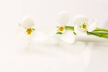 Kar tanesi. Fotokopi alanı ile yakın plan beyaz yaylar. Baharın başı konsepti