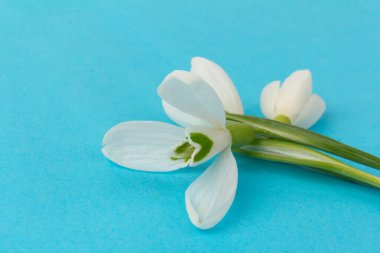 Kar tanesi. Kopyalama alanı ile yakın plan beyaz yaylar. İlkbahar başlangıcı kavramı