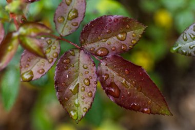 Drops on the leaves of rose. Small depth of field.