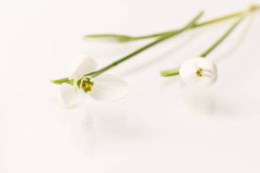 Kar tanesi. Fotokopi alanı ile yakın plan beyaz yaylar. Baharın başı konsepti