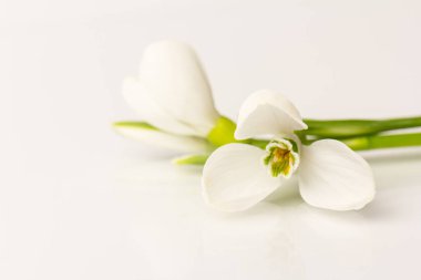 Kar tanesi. Fotokopi alanı ile yakın plan beyaz yaylar. Baharın başı konsepti