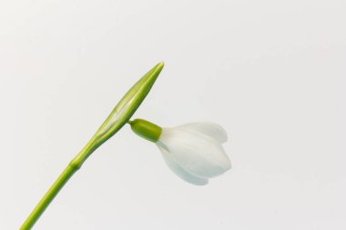 Kar tanesi. Fotokopi alanı ile yakın plan beyaz yaylar. Baharın başı konsepti