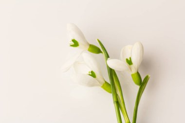 Kar tanesi. Fotokopi alanı ile yakın plan beyaz yaylar. Baharın başı konsepti