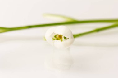 Kar tanesi. Fotokopi alanı ile yakın plan beyaz yaylar. Baharın başı konsepti