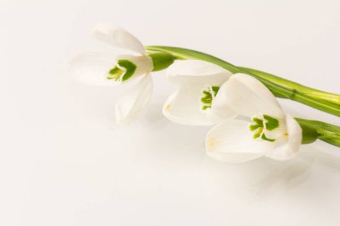 Kar tanesi. Fotokopi alanı ile yakın plan beyaz yaylar. Baharın başı konsepti