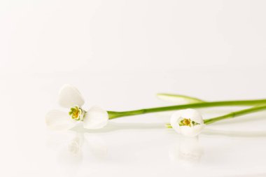 Kar tanesi. Fotokopi alanı ile yakın plan beyaz yaylar. Baharın başı konsepti