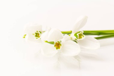 Kar tanesi. Fotokopi alanı ile yakın plan beyaz yaylar. Baharın başı konsepti