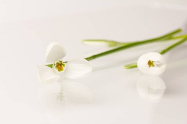 Kar tanesi. Fotokopi alanı ile yakın plan beyaz yaylar. Baharın başı konsepti