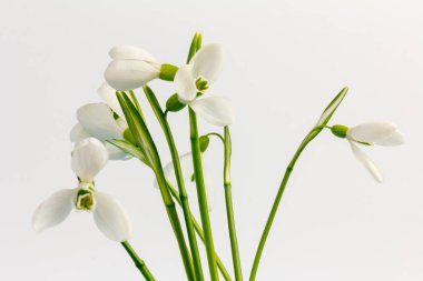 Kar tanesi. Fotokopi alanı ile yakın plan beyaz yaylar. Baharın başı konsepti