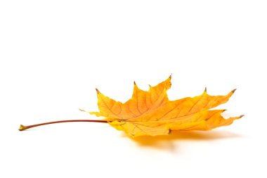 Sonbahar yaprağı beyaza yakın çekim yapıyor. Geçmişi. Boşluğu kopyala.