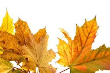 Sonbahar yaprağı beyaza yakın çekim yapıyor. Geçmişi. Boşluğu kopyala.