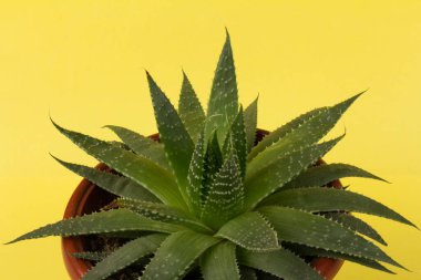 Peri yıkama tahtası: Haworthias, aynı zamanda Dosya Yapraklı Haworthia olarak da bilinen bir tür, botanik adı Haworthia limifolia..