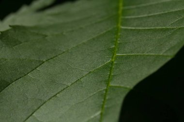 Arkaplan ve duvar kağıdı için yeşil yapraklar. Erken bahar konsepti