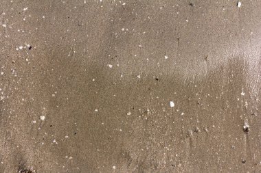 Kuma yakın çekim. Yaz sahili arkaplanı. Islak kum plajı dokusu.