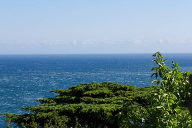 Güzel doğa manzarası Kırım selvi ağacı, yatay fotoğraf