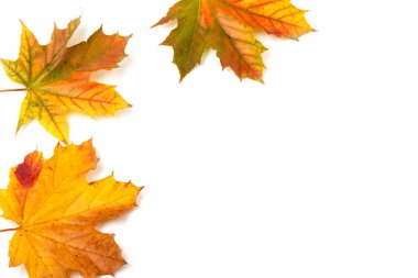 Sonbahar akçaağaç yaprağı, beyaza izole edilmiş. Geçmişi. Boşluğu kopyala.