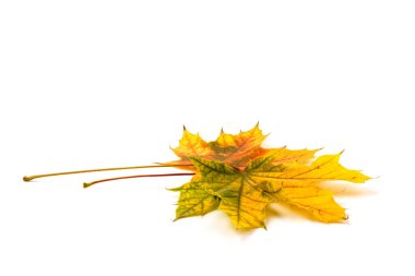 Sonbahar akçaağaç yaprağı, beyaza izole edilmiş. Geçmişi. Boşluğu kopyala.