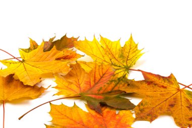 Sonbahar akçaağaç yaprağı, beyaza izole edilmiş. Geçmişi. Boşluğu kopyala.