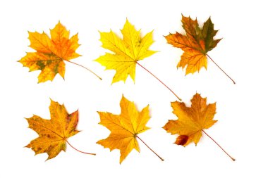 Sonbahar akçaağaç yaprağı, beyaza izole edilmiş. Geçmişi. Boşluğu kopyala.